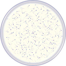 Microscopic image of normal sperm count